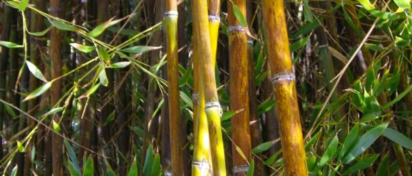 phyllostachys nigra boryana