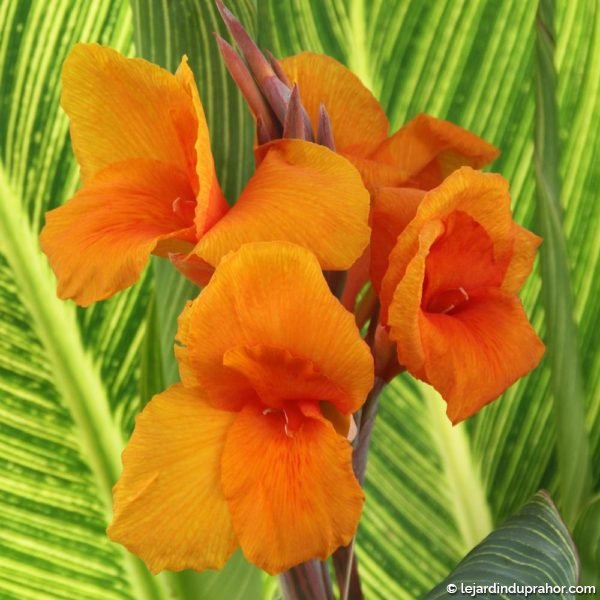 canna pretoria