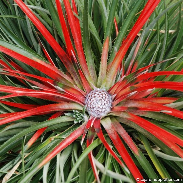 fascicularia-bicolor-