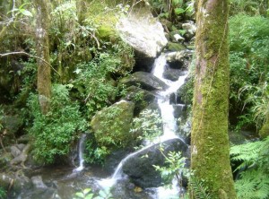 sentier-botanique-arzal-300x222