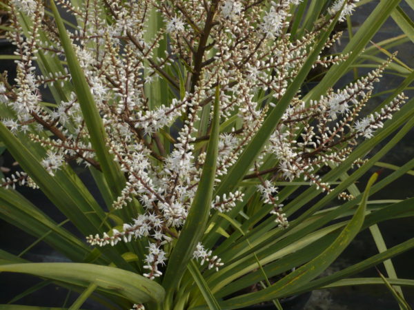 CORDYLINE