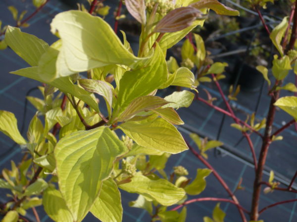 CORNUS ALbA AUREA