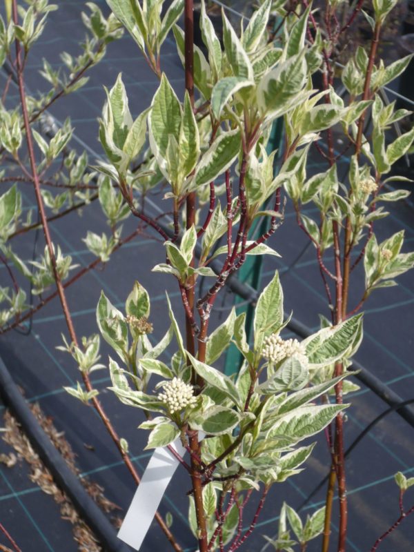 CORNUS sibirica variégata