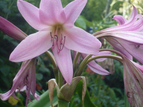 Crinum Powelii