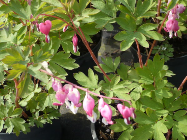 DICENTRA SPECTABILIS