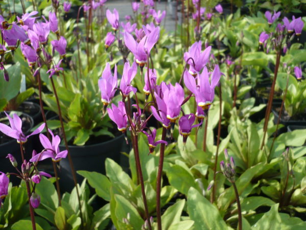 DODECATHEON MEDIA QUEEN