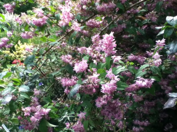 Deutzia Perle Rose