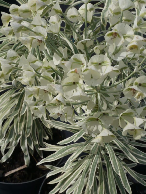 EUPHORBE CHARACIAS TASMANIAN TIGER