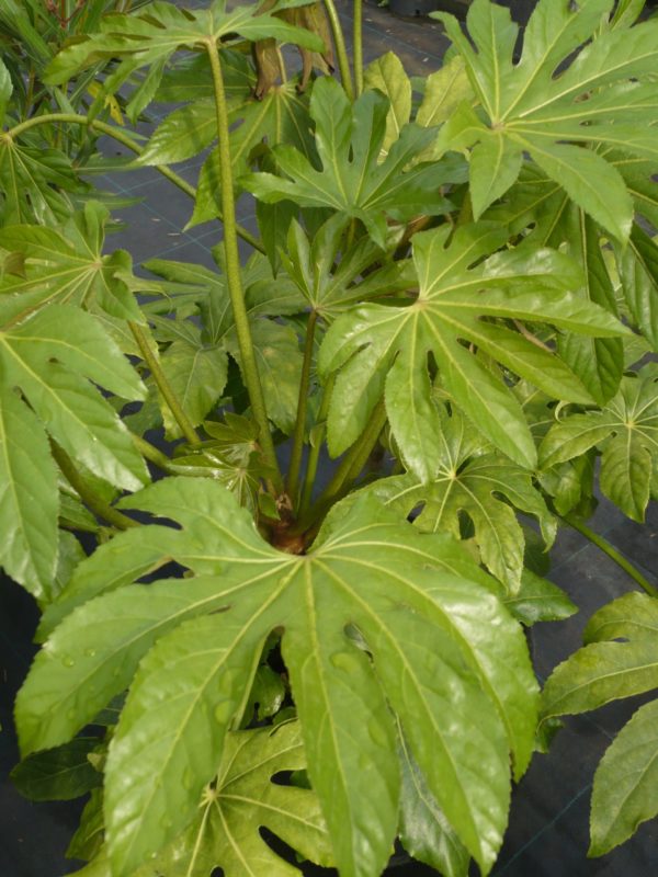 FATSIA japonica