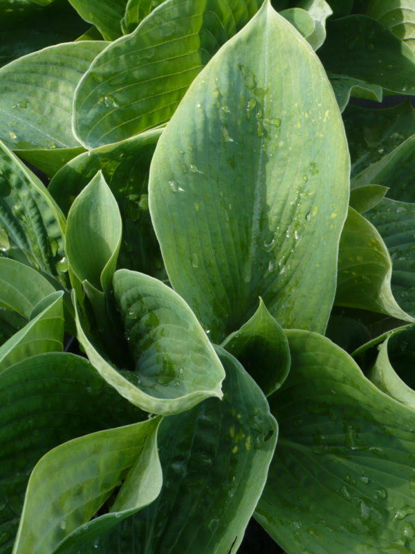 HOSTA BIG DADDY