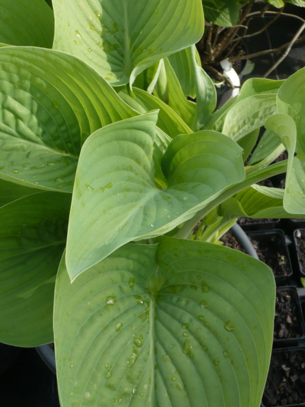 HOSTA EMPRESS WU