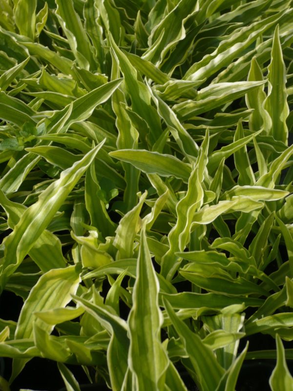 HOSTA STILETTO