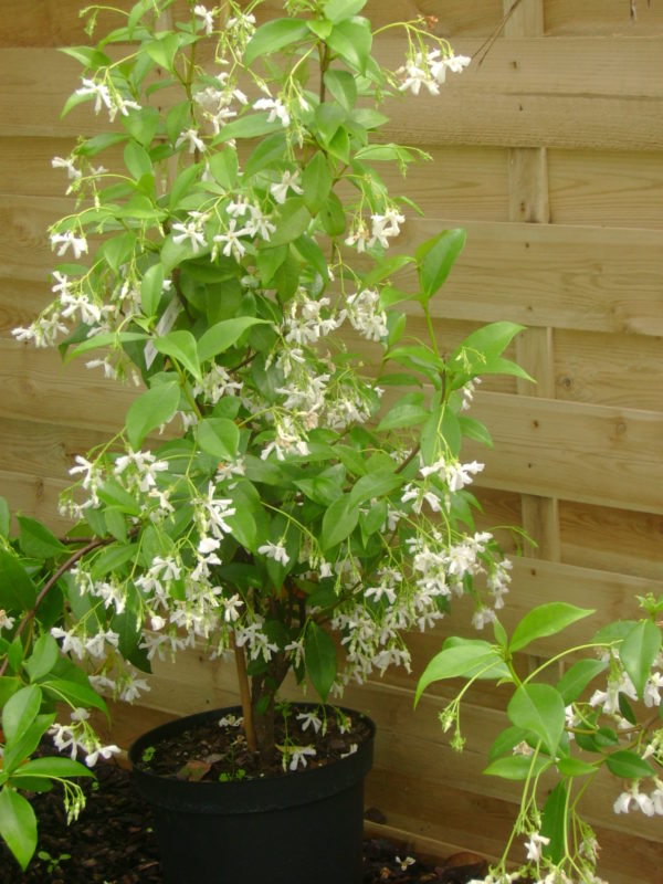 JASMIN ETOILE