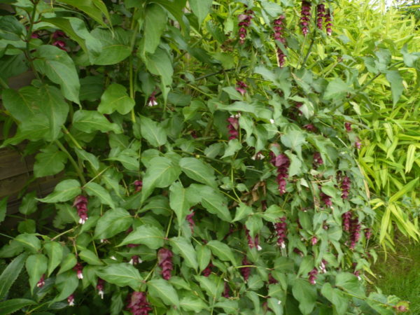 Leycesteria formosa