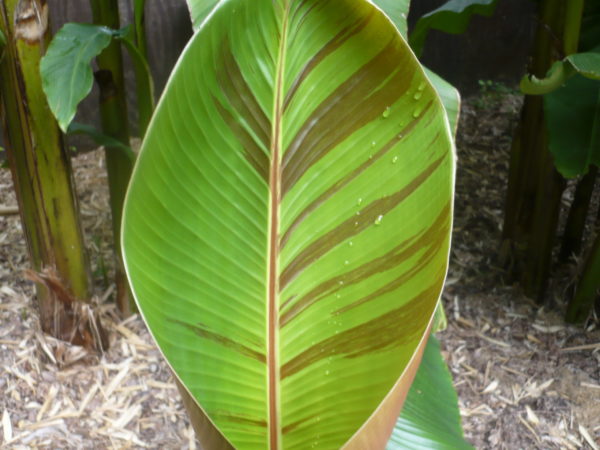 Musa Sikkimensis