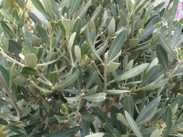 OLea europea