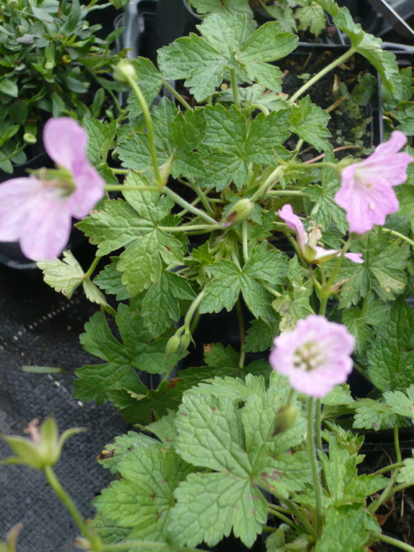 GERANIUM VERSICOLOR