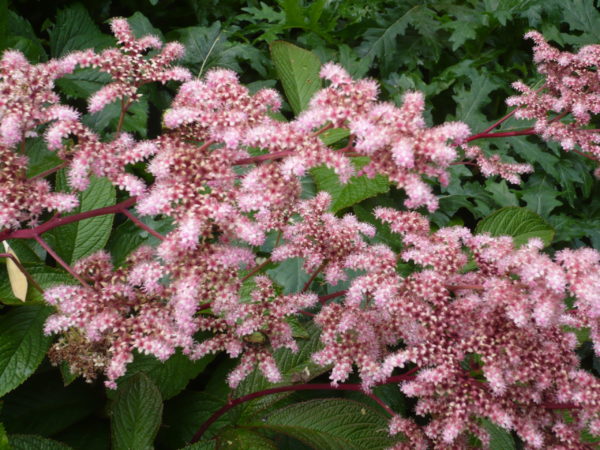 RODGERSIA PINNATA SUPERBA