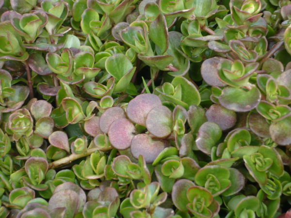 SEDUM MAKINOI