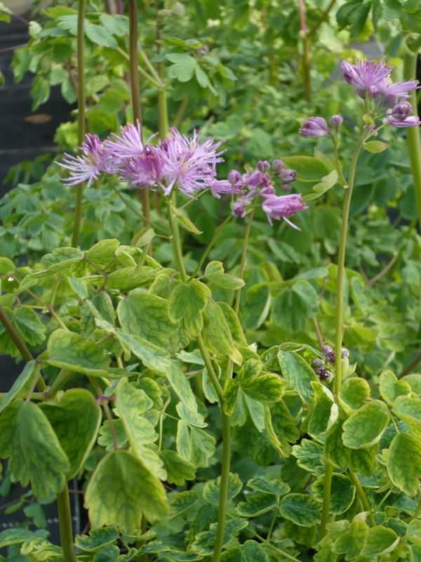 THALICTRUM AQUILEFOLIUM PURPUREUM