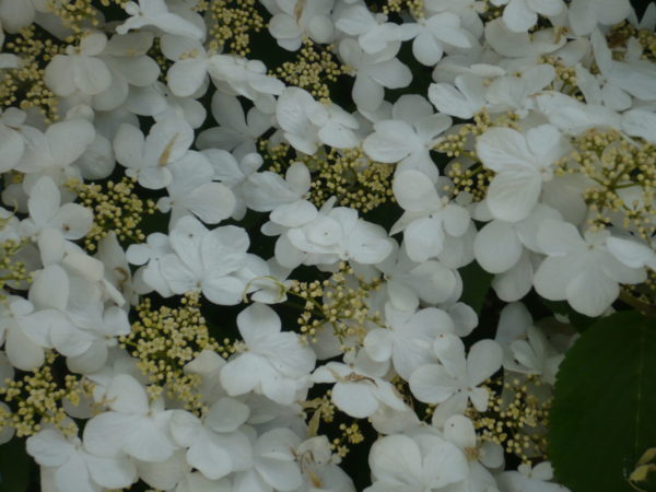 VIBURNUM PLICATUM LANARTH