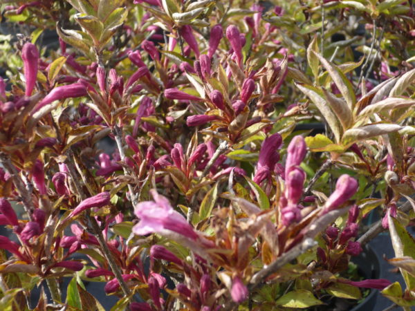 WEIGELIA