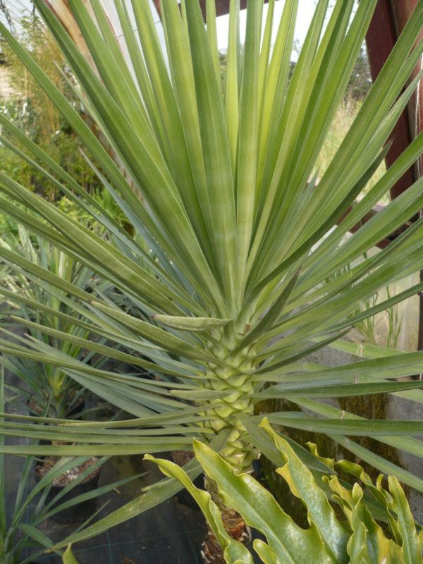 YUCCA ALOIFOLIA