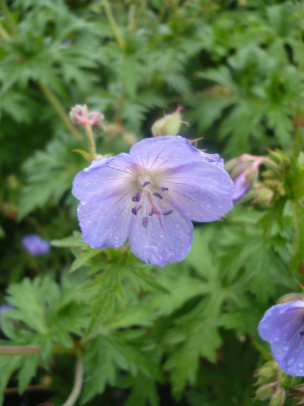 geranium vivace johnson blue