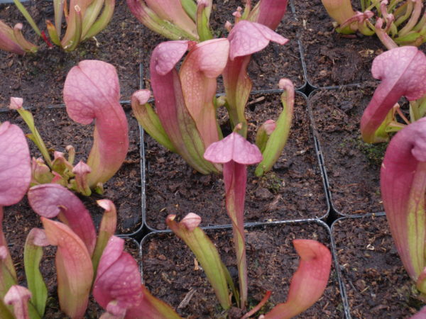 sarracenia catasbaei