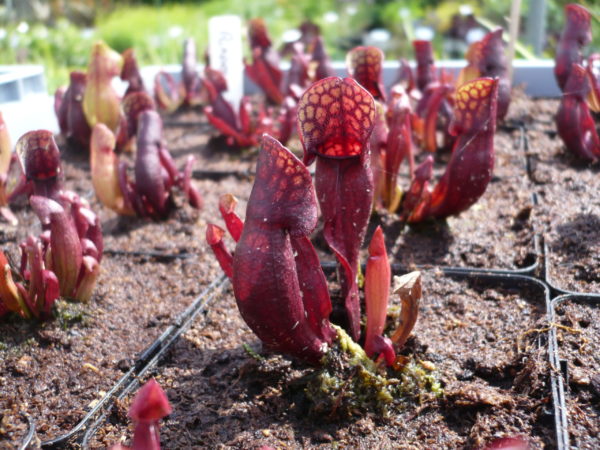 sarracenia purpurea purper