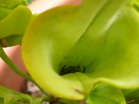 sarracenia leucophylla