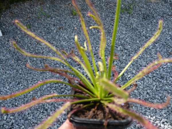 drosera capensis