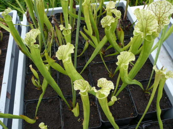sarracenia leucophylla hybride