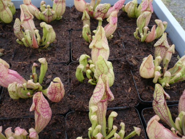 sarracenia purpurea ssp venosa