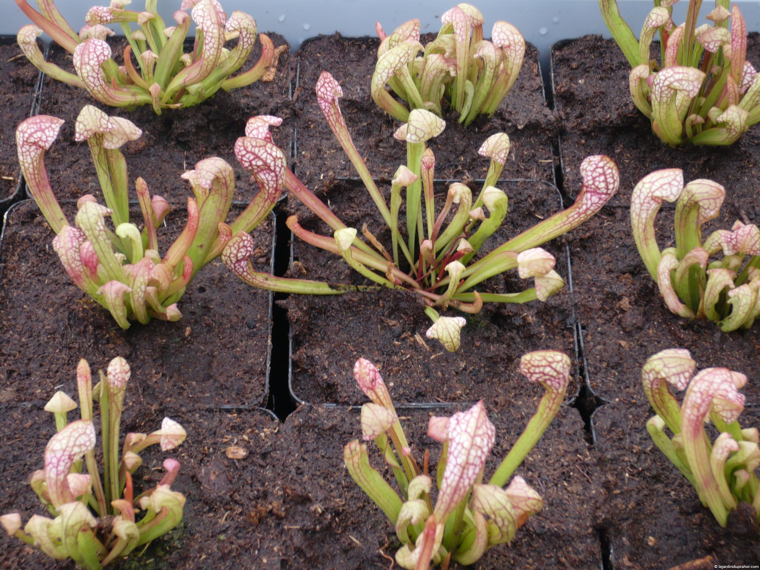 Sarracenia - Plantes carnivore insectivore - attrape mouche et frelon  asiatique