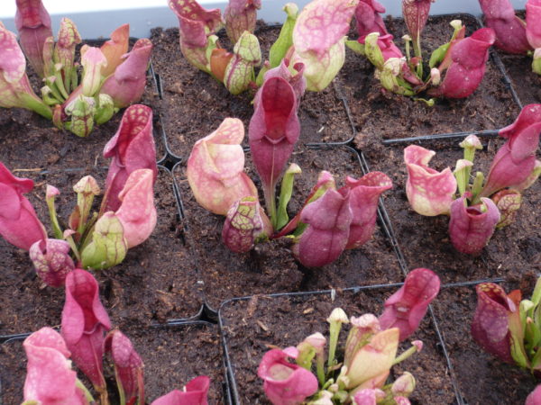 sarracenia ssp venosa red