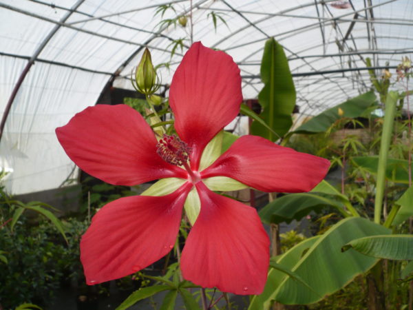 Hibiscus Coccinéum