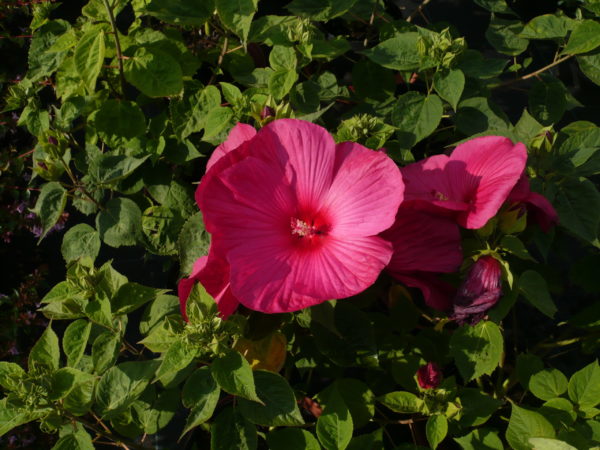 Hibiscus Moscheutos Rubra