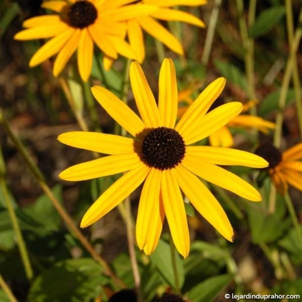 Rudbeckia-Goldsturm