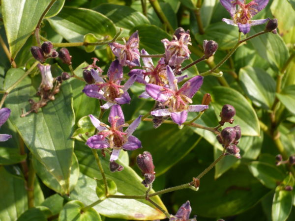 tricyrtis blaue