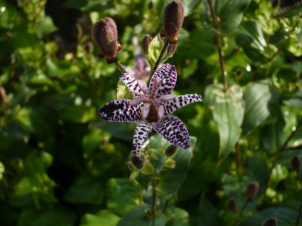 tricyrtis hirta