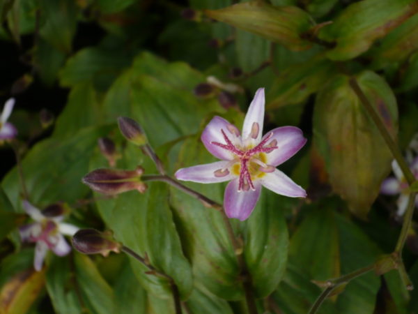 tricyrtis tojen