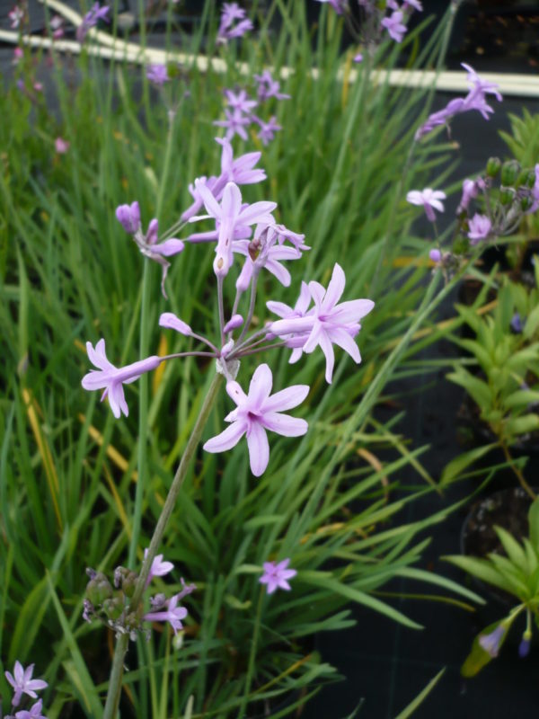 tulbaghia violacea