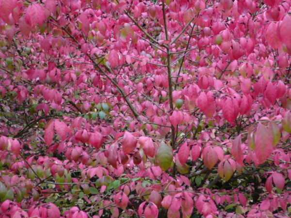 Euonymus Alatus Compactus