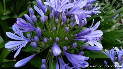 Agapanthe Africanus Bleue