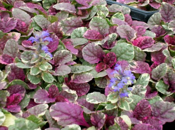 ajuga-burgundy-glow