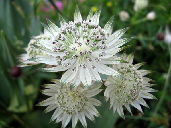 astrantia-major