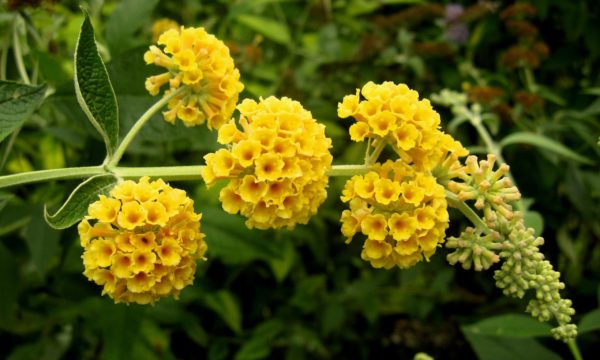 buddleja-sungold