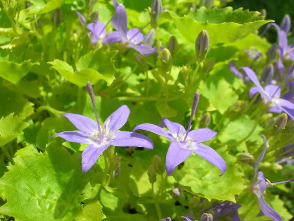 campanula-dicksons-gold