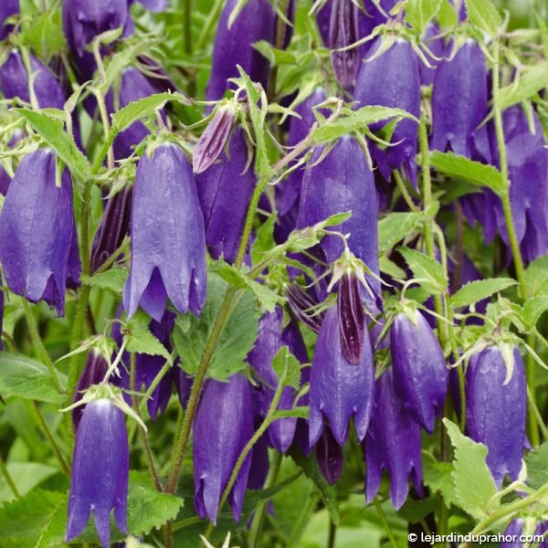 campanule-punctata-sarastro-bleue